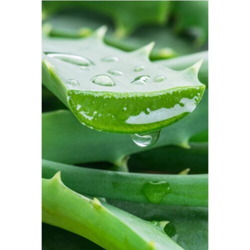 Gel Trinova Aloe Vera Hydratant Et Apaisant 300 Ml
