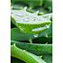 Gel Trinova Aloe Vera Hydratant Et Apaisant 300 Ml
